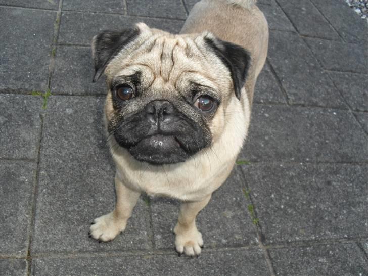 Mops Jimbob  billede 5