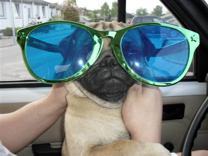 Mops Jimbob  billede 6