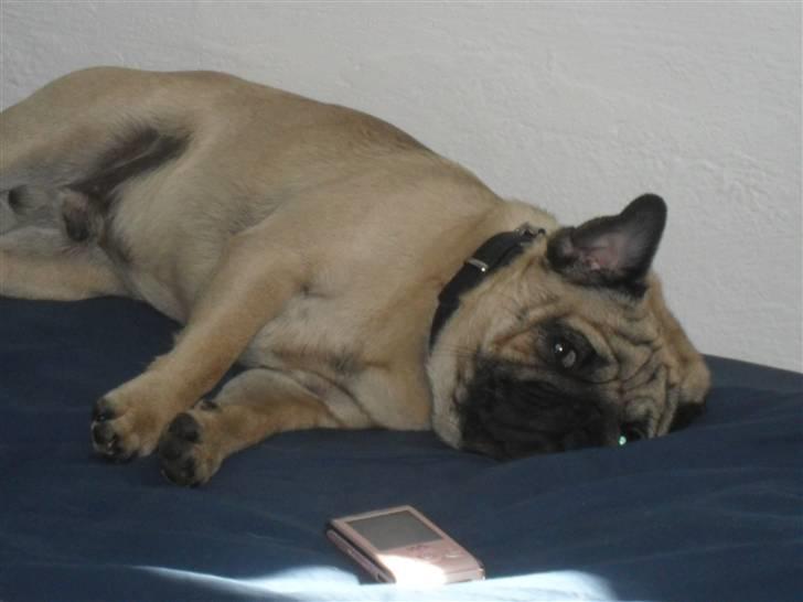 Mops Jimbob  billede 7