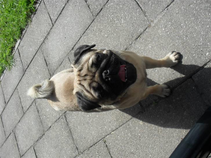 Mops Jimbob  billede 9