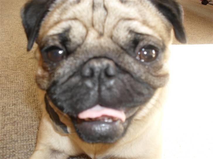 Mops Jimbob  billede 10