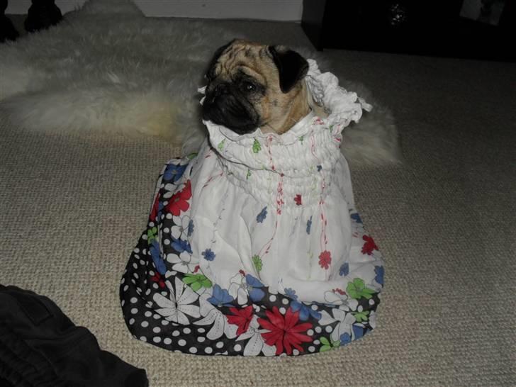 Mops Jimbob  billede 11