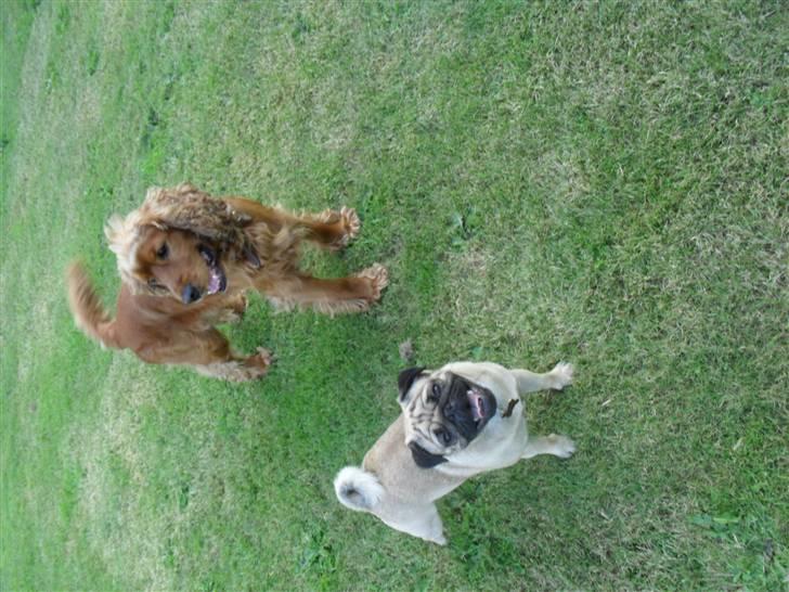 Mops Jimbob  billede 12