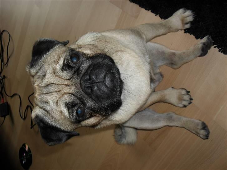 Mops Jimbob  billede 13