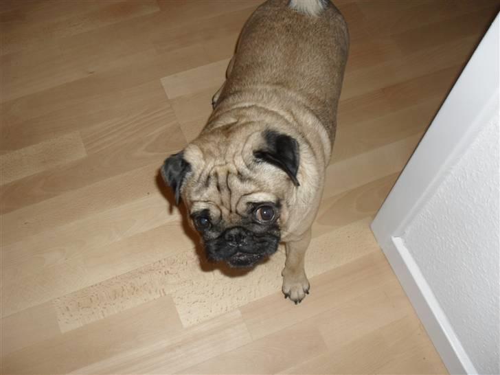 Mops Jimbob  billede 14