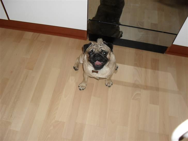 Mops Jimbob  billede 15