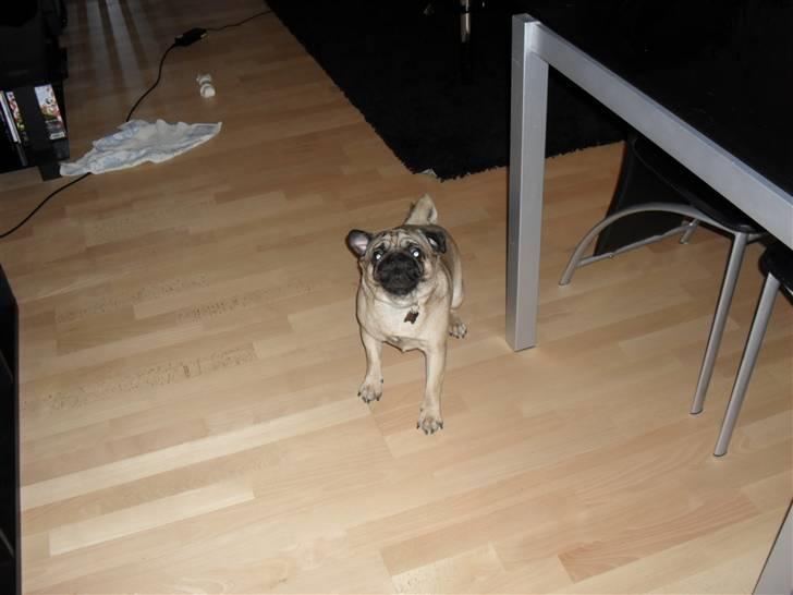 Mops Jimbob  billede 17