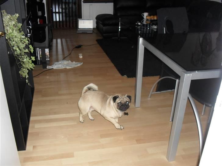Mops Jimbob  billede 18