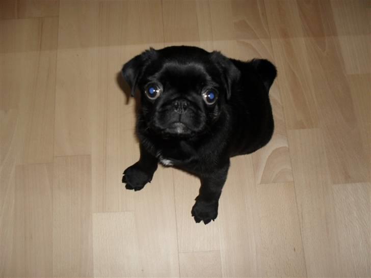 Mops Johnson billede 1