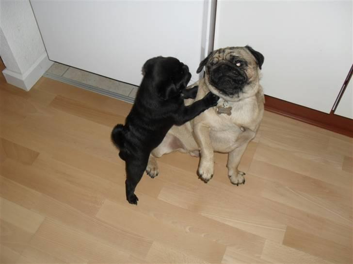 Mops Johnson billede 2