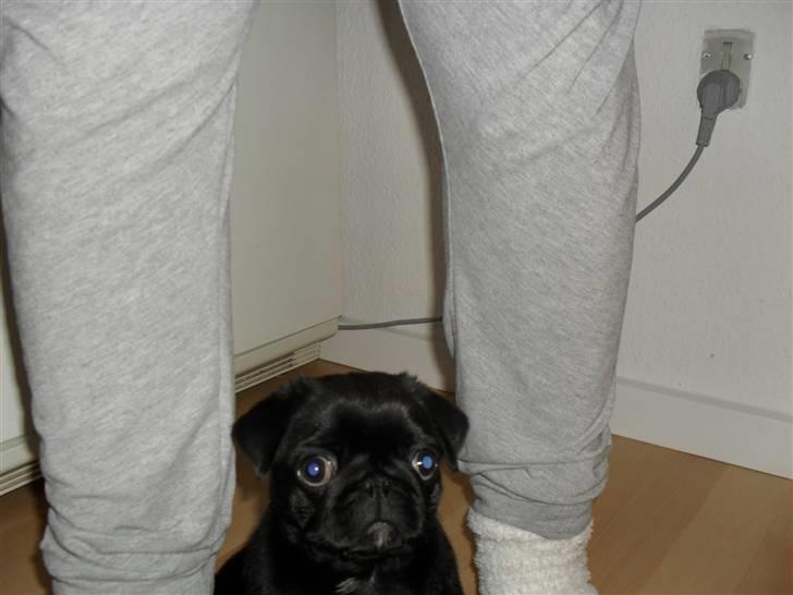 Mops Johnson billede 3