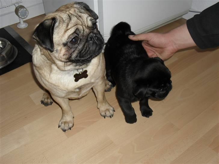 Mops Johnson billede 4