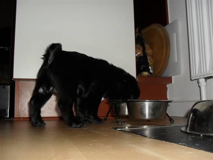 Mops Johnson billede 5