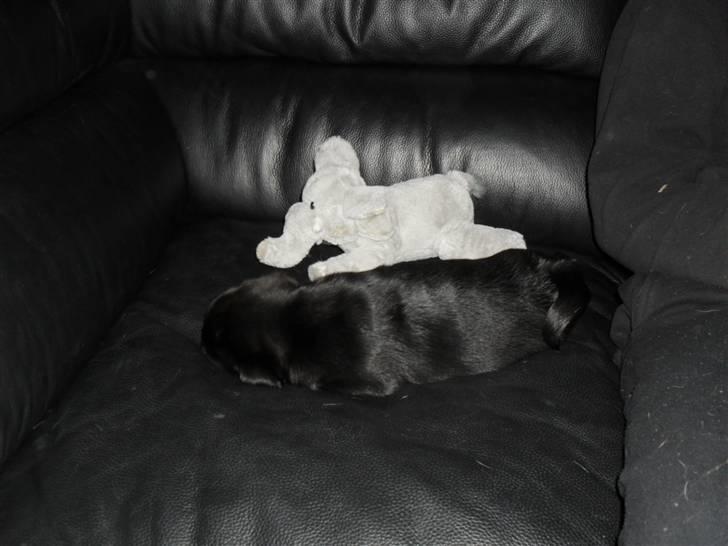 Mops Johnson billede 8