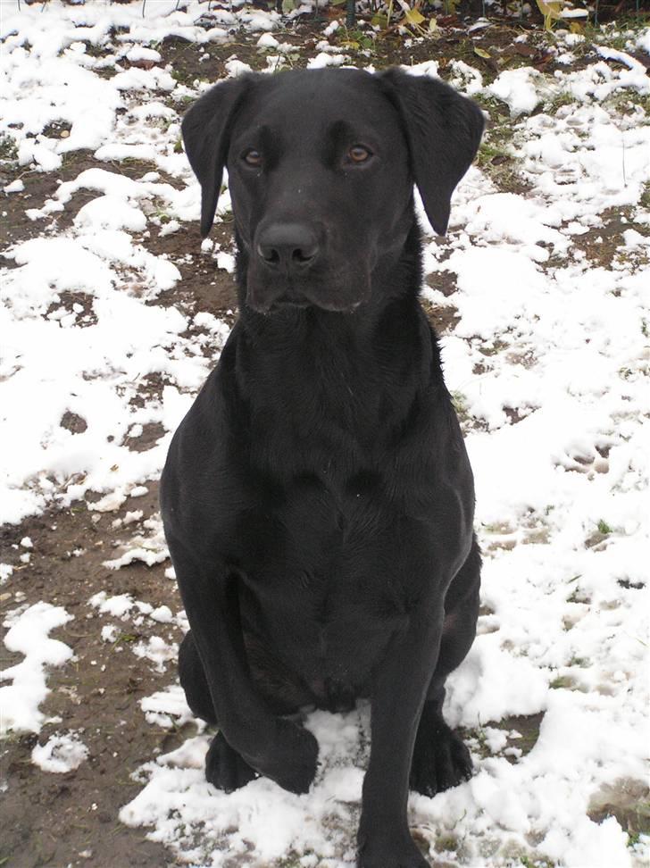 Labrador retriever Samson R.I.P billede 13