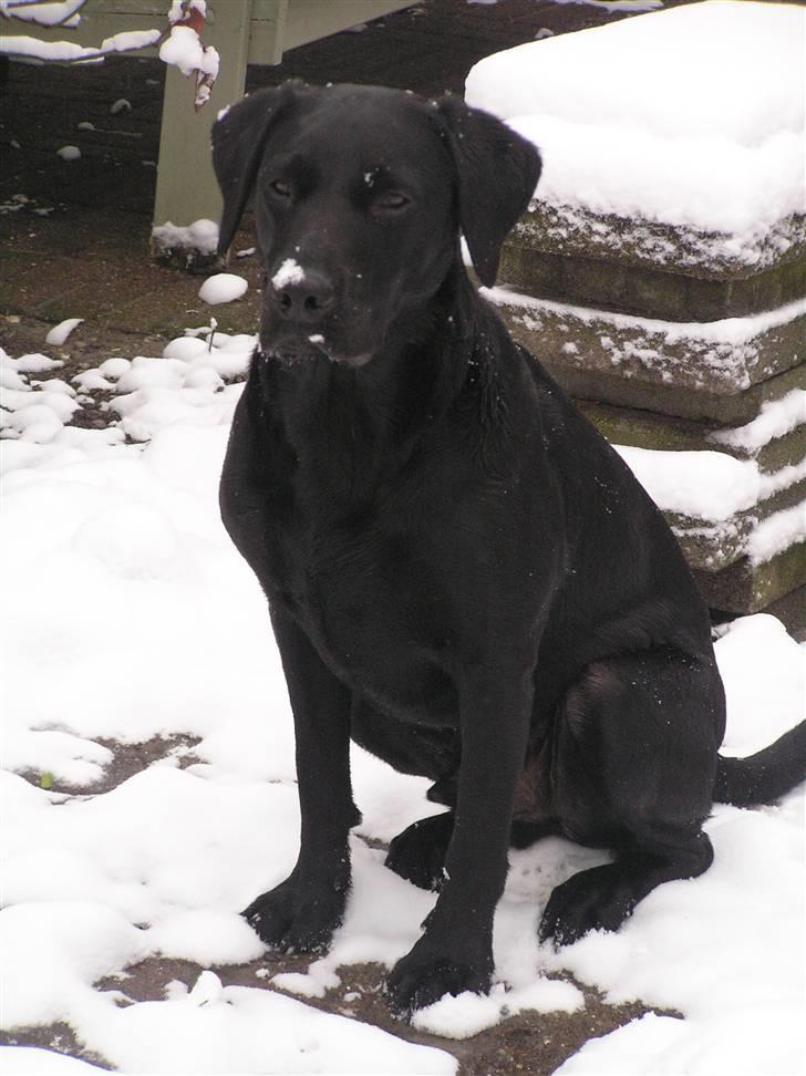 Labrador retriever Samson R.I.P billede 14