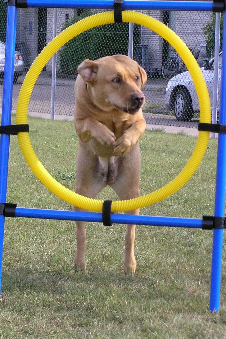 Labrador retriever molly R.I.P billede 19
