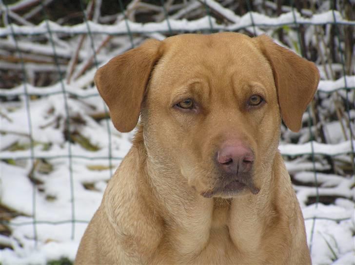Labrador retriever molly R.I.P billede 20
