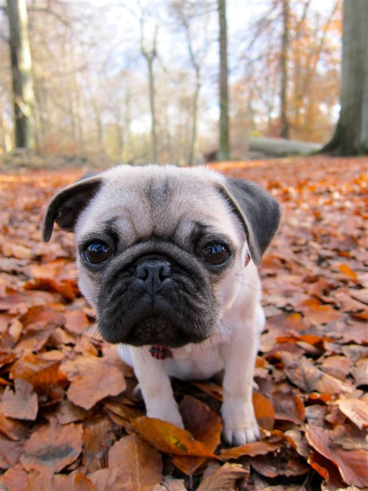 Mops Peanut billede 11