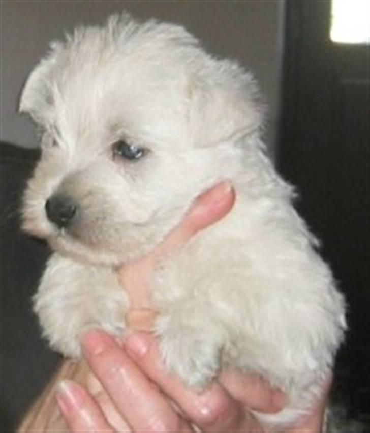 Yorkshire terrier Silk - Wilma som 8 ugers skøn bamsehvalp billede 20