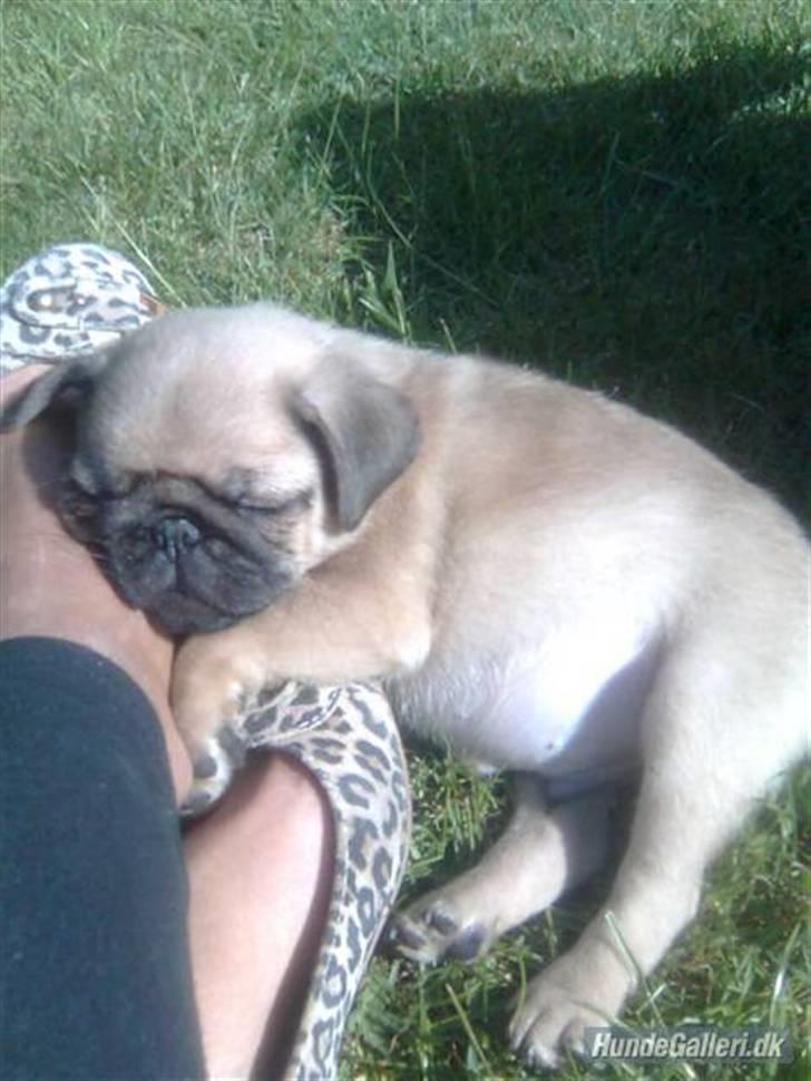 Mops Jimbob  billede 19