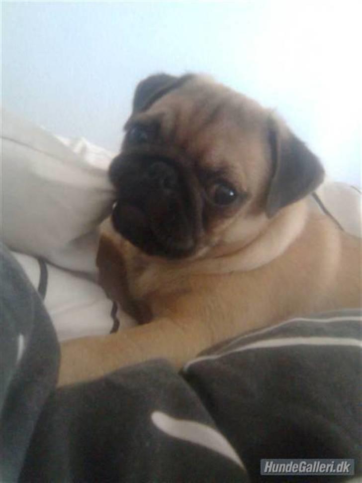 Mops Jimbob  billede 20