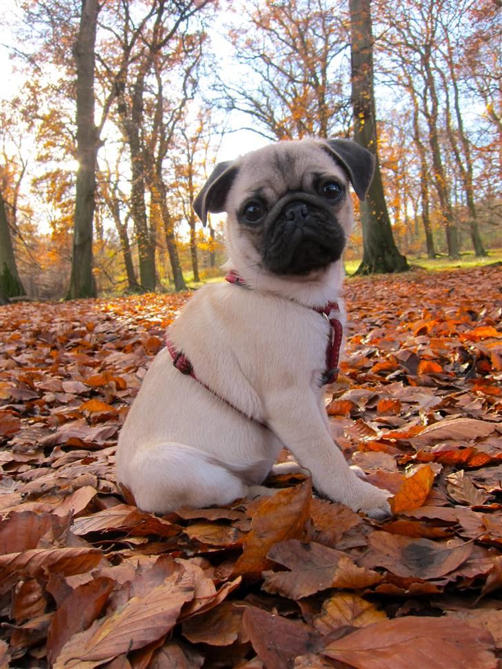 Mops Peanut billede 12