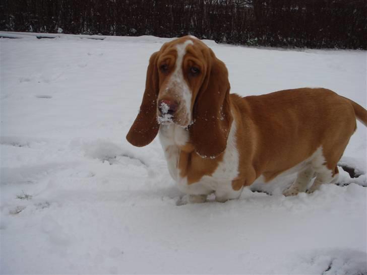 Basset hound Wilma - Første gang i sne :) billede 16