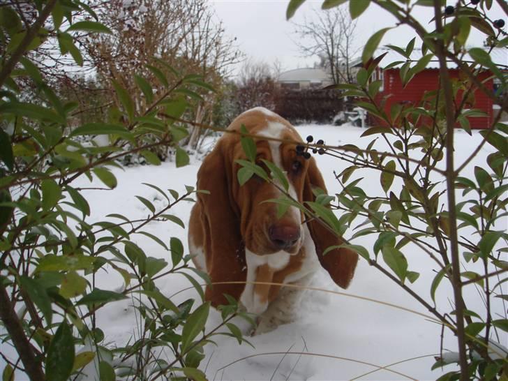 Basset hound Wilma - Det er bare skønt..! billede 17