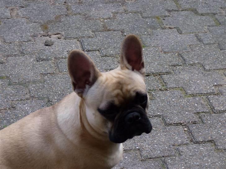 Fransk bulldog Balou billede 10