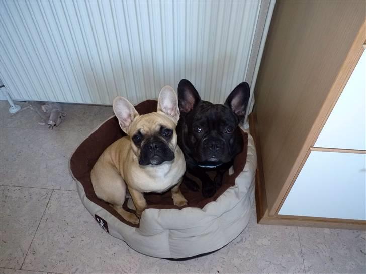 Fransk bulldog Balou billede 13