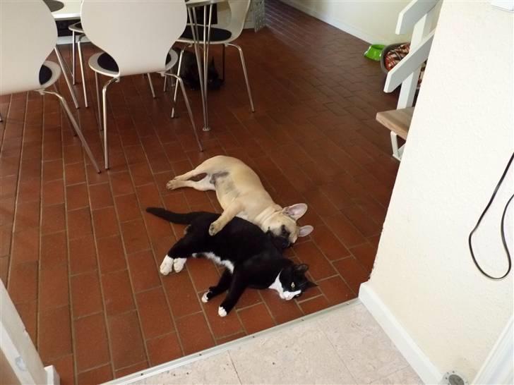 Fransk bulldog Balou billede 14