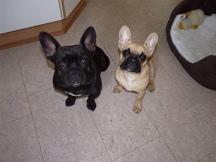 Fransk bulldog Balou billede 15