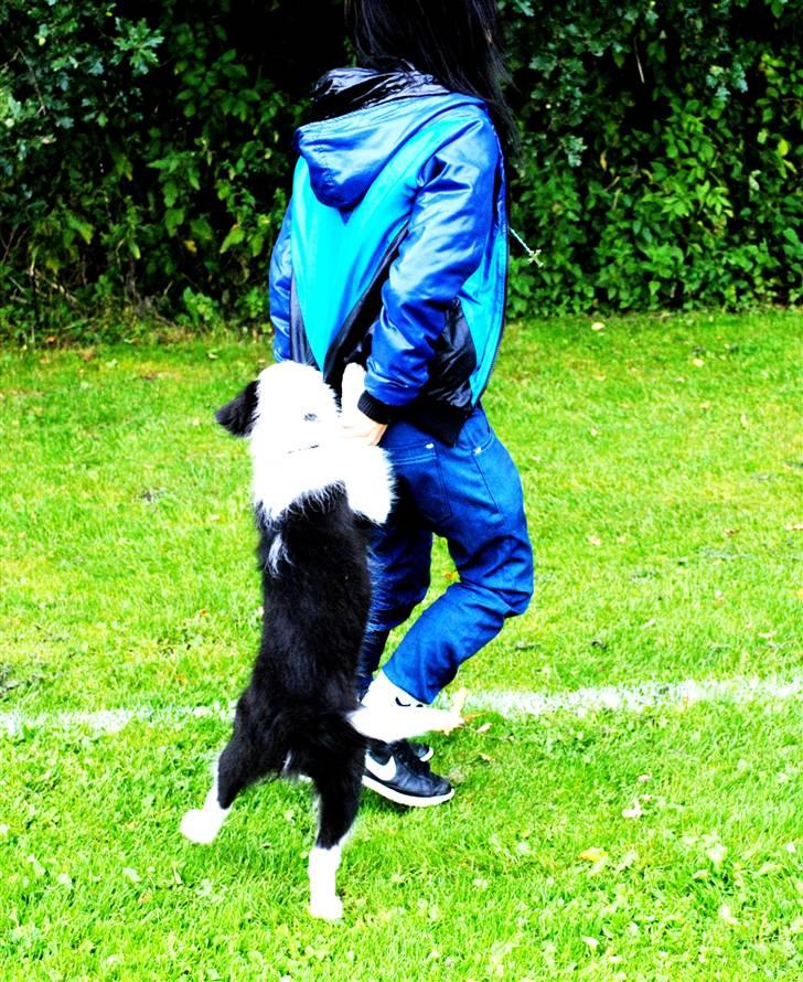 Border collie Charlie King billede 2