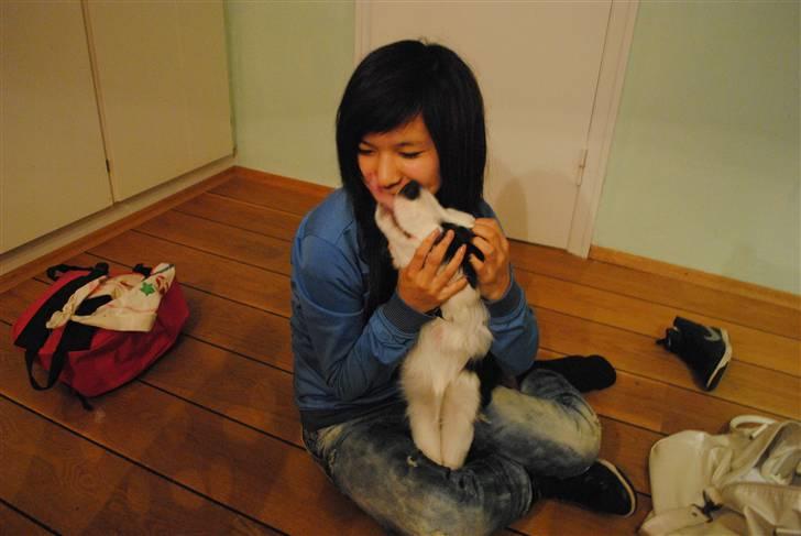 Border collie Charlie King billede 3