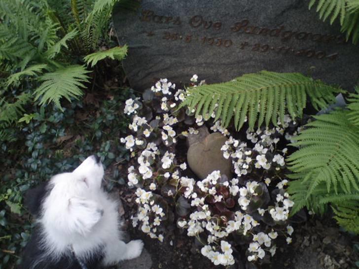 Border collie Charlie King billede 4