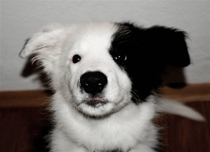 Border collie Charlie King billede 5