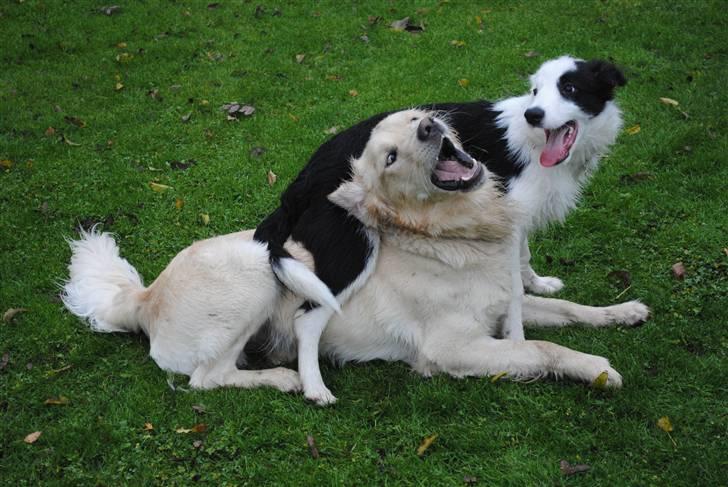 Border collie Charlie King billede 7