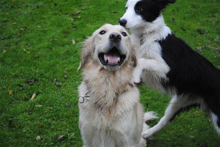 Border collie Charlie King billede 8