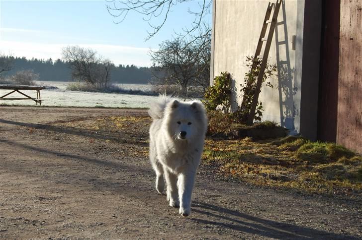 Samojedhund Blue Balou billede 20