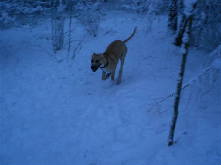 Grand danois Odin billede 18