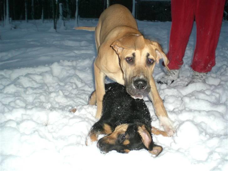 Grand danois Odin billede 19