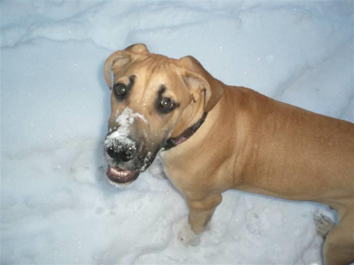 Grand danois Odin billede 20