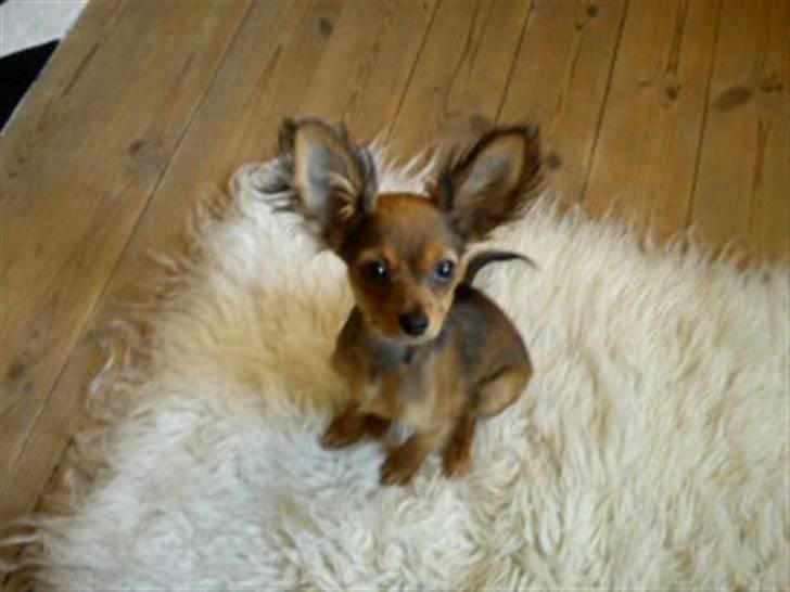 Russisk toy terrier Favorit Style Vitaminka - mor, hvorfor kalder de mig Dumbo? billede 1