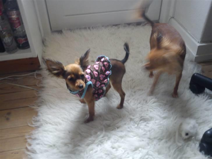 Russisk toy terrier Favorit Style Vitaminka - moar, Wenka driller mig! billede 7