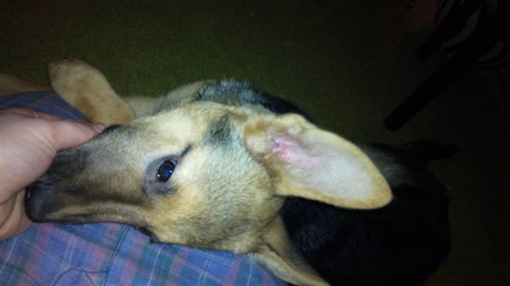 Schæferhund FeLucka  - FeLucka, 3 måneder :) billede 1