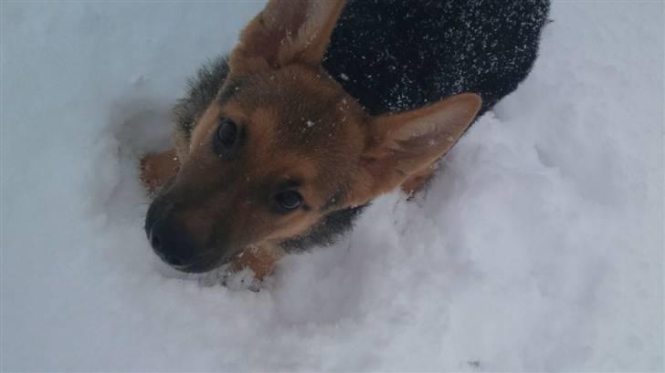 Schæferhund FeLucka  - "kast nu den sneboldt" :D (3½ mdr. ) billede 2