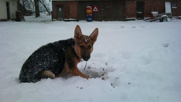 Schæferhund FeLucka  - hvis man graver langt nok ned, så er der pinde under sneen :D (4 mdr. ) billede 3
