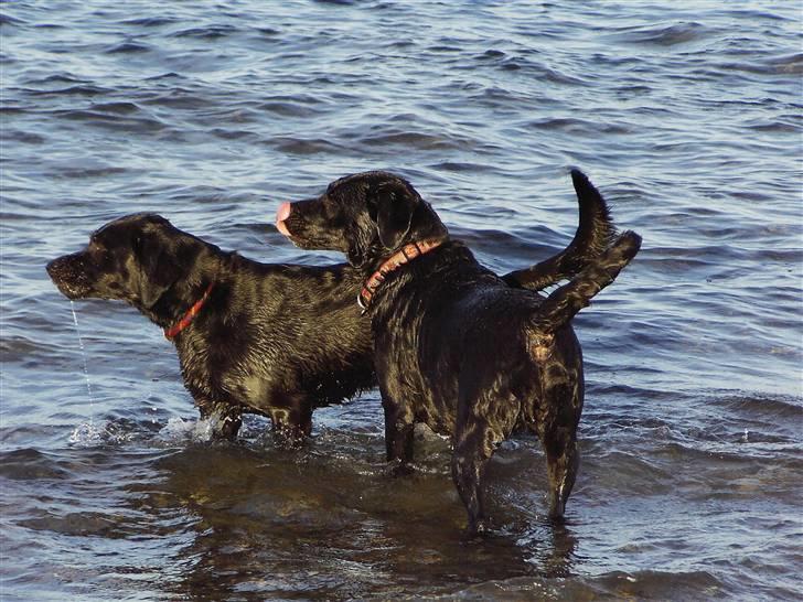 Labrador retriever Bella - Bella og Nicki ved stranden .. billede 17