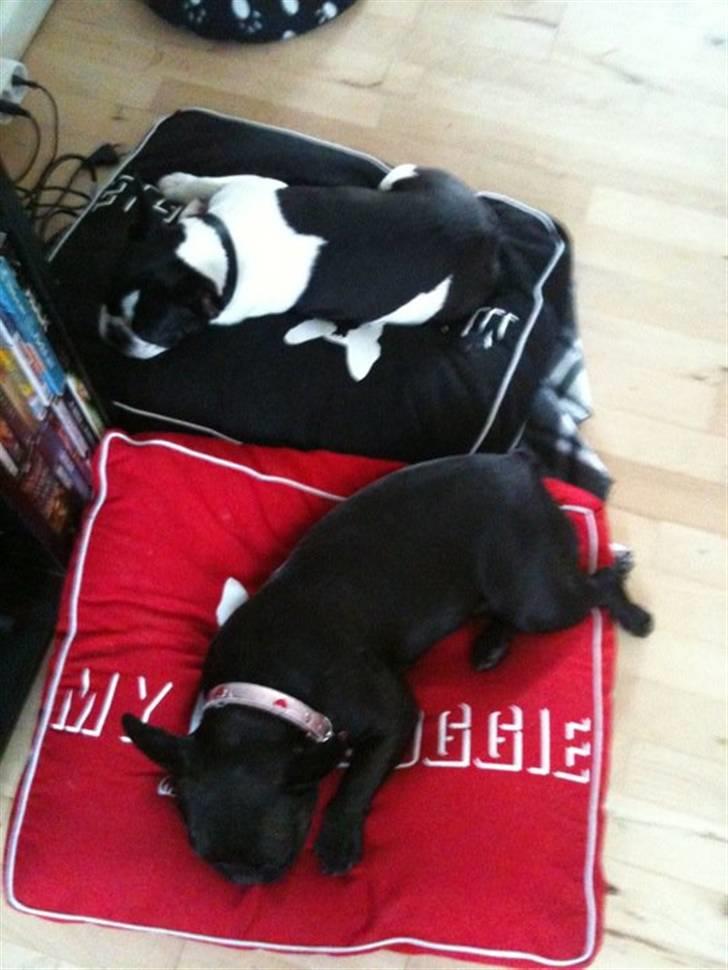 Fransk bulldog Bibbii billede 18